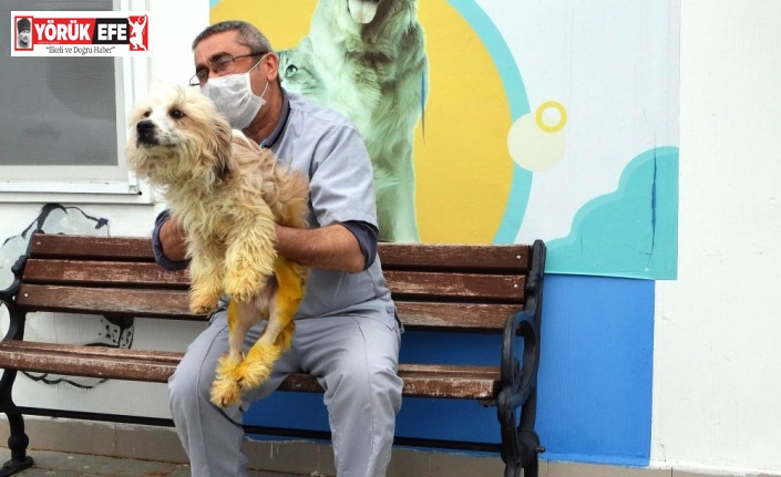 Ayakları kırılan köpek tedavi edildi