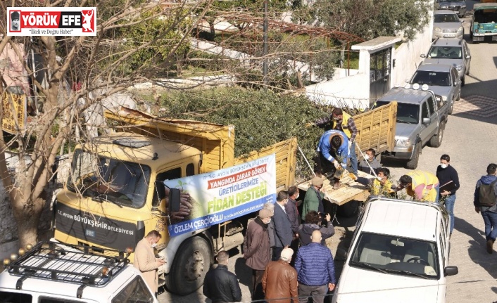 Büyükşehir’den binlerce zeytin ve incir ağacı desteği