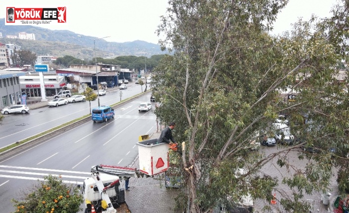 Efeler’de tehlike oluşturan ağaçlar budandı