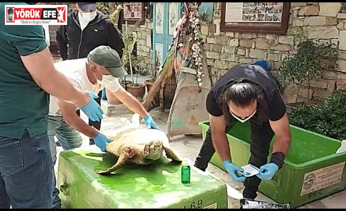 İzmir’de silahla vurulan Caretta Caretta’nın ilk tedavisi Kuşadası’nda yapıldı