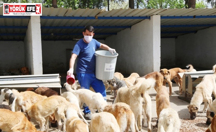 Aydın Büyükşehir Belediyesi can dostları yalnız bırakmıyor