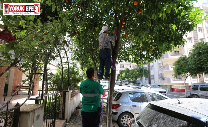 Efeler’de turunç ağaçlarına limon aşılanıyor