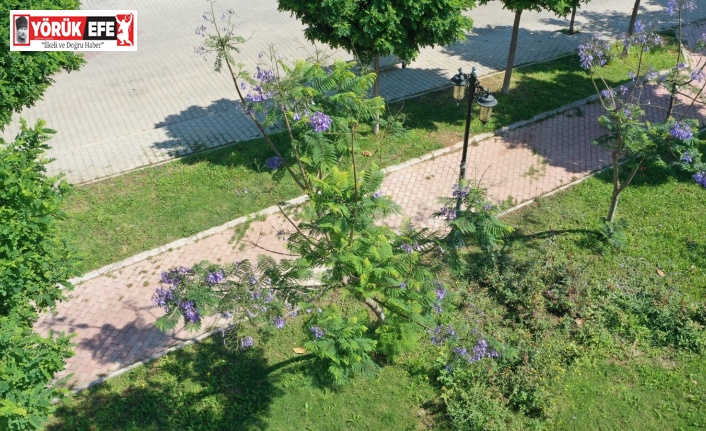 Jakaranda ağaçları Didim’e güzellik kattı