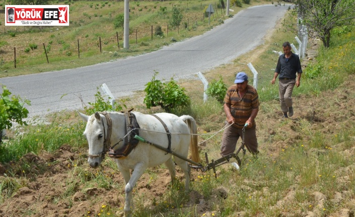 Koçarlı’da 3 bin yıllık tarım geleneği sürdürülüyor