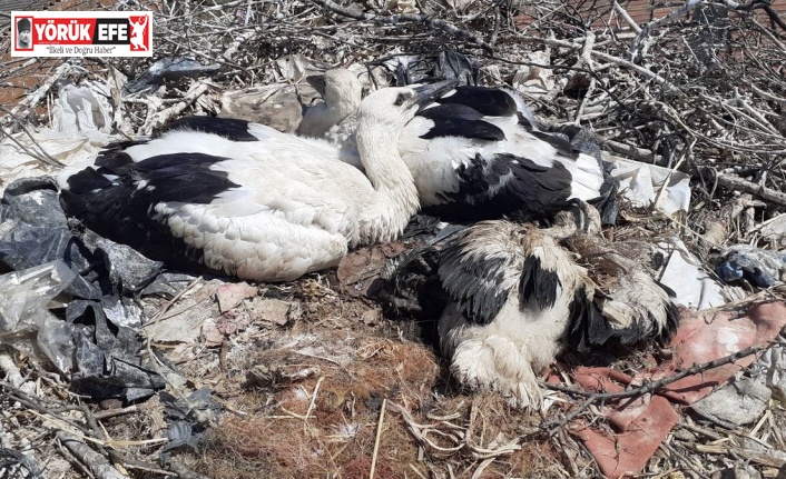 Plastik ipler, yavru leylekleri tehdit ediyor