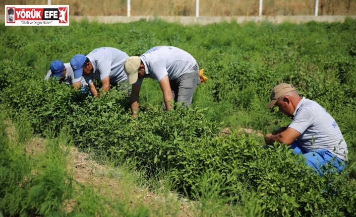 Ata tohumları, Halk Ege Et tezgahlarında yerini aldı