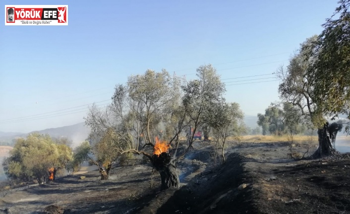 Aydın’da zirai alanda yangın çıktı