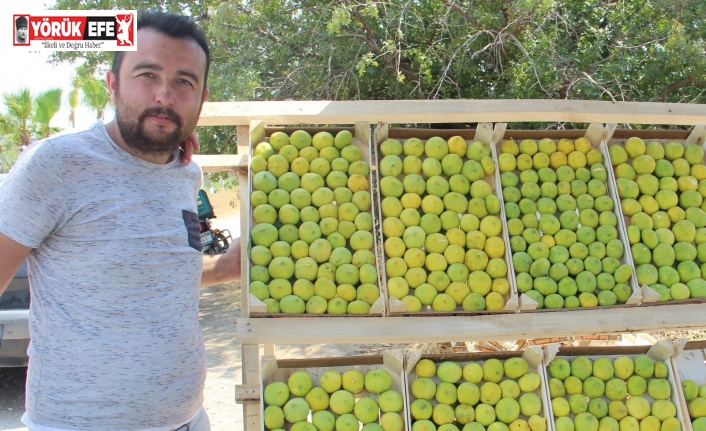 Aydın’ın milli meyvesi incir tezgahlarda yerini aldı