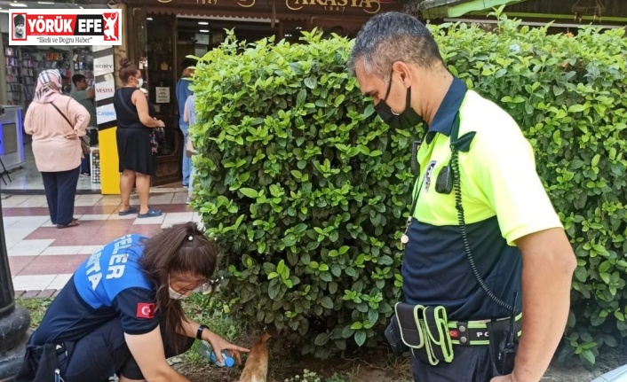 Polisin dikkati yavru kediyi kurtardı