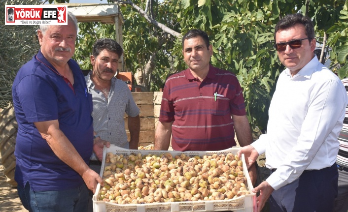 Protokol, köylülerle incir hasadına katıldı