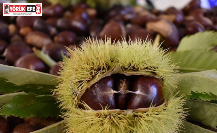 Nazilli, kestane üretiminde ilk sırada