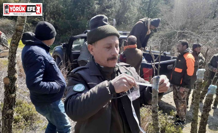 Yabani hayvanlar için verimsiz meyve ağaçları aşılandı