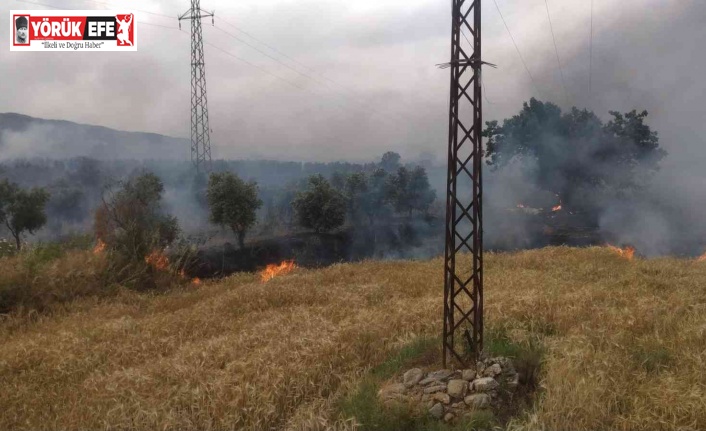 Bozdoğan’da zirai alanda yangın çıktı