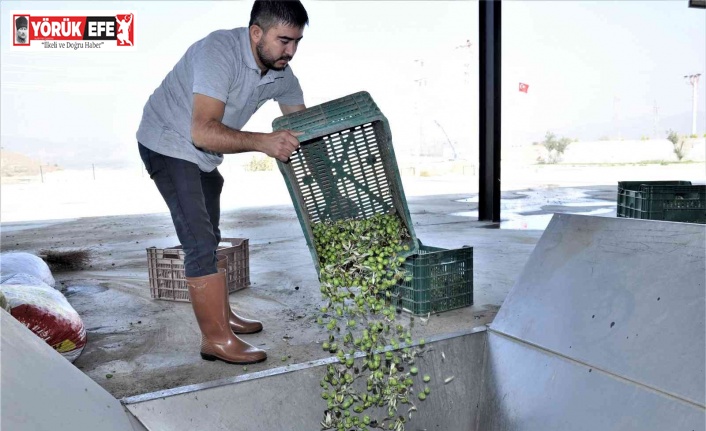 Aydın’da zeytinyağı sıkım sezonu başladı