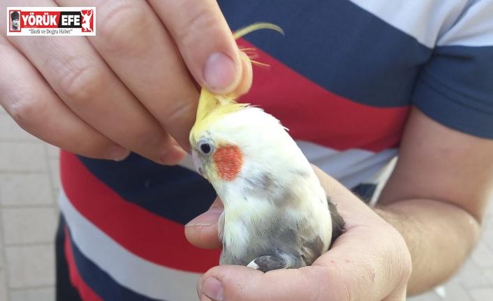 Evden kaçan papağan, okul bahçesindeki ağaçta bulundu