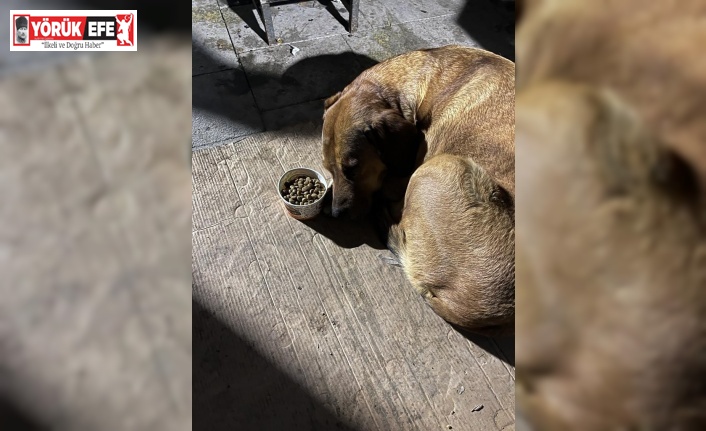 Sahibini depremde kaybeden köpeğin görüntüleri izleyenleri şaşırttı