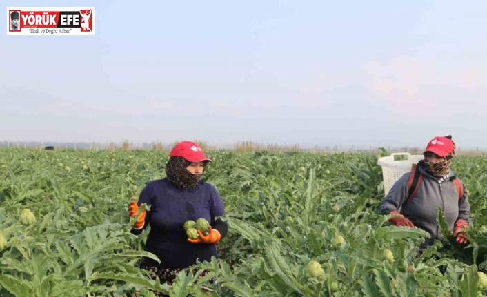 Efeler Belediyesi enginar hasadına başladı