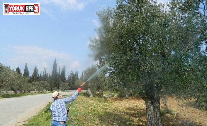 Zeytinde halkalı leke hastalığı ile mücadele başladı