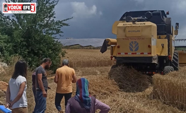 Didim’de hububat ekili araziler denetlendi