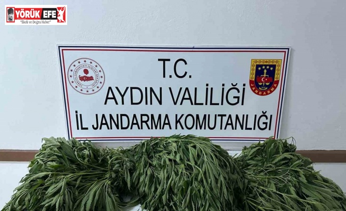 Aydın’da 90 kök kenevir ele geçirildi