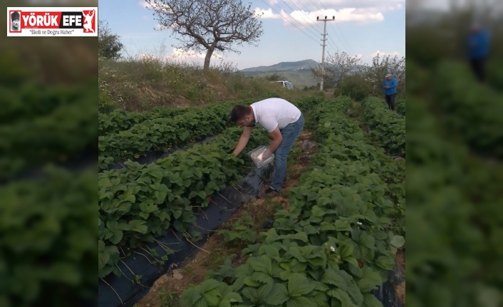 Aydın’da hasat öncesi çilek bahçeleri kontrol edildi