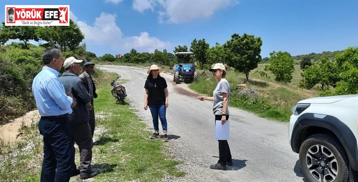 Aydın’da ’kestane gal arısı’ ile mücadele çalışmaları sürüyor