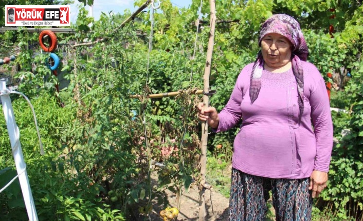 Aydın’da yağışlı havalar domatesi vurdu