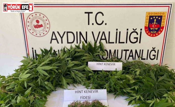 Bahçede kenevir ekimine jandarma baskını: 1 gözaltı