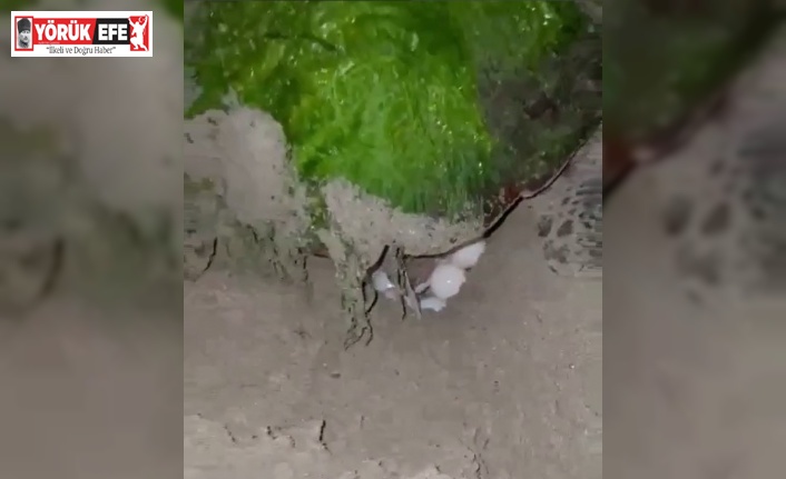 Didim “Caretta Caretta”ların yeni yuvası oldu