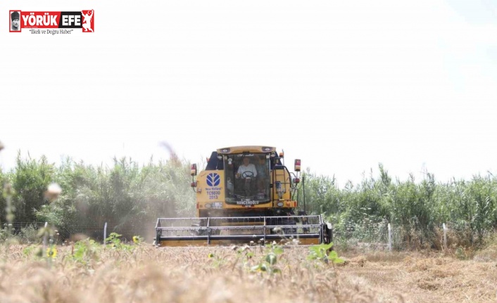 Didim’de ikinci kez buğday hasadı sevinci yaşandı