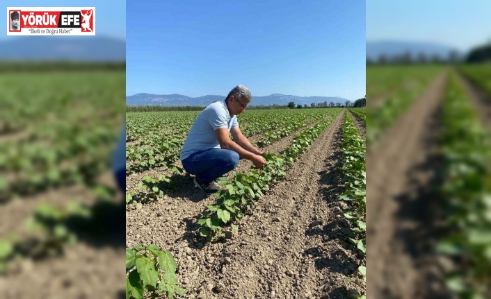 Didim’de pamuklar kontrol altında