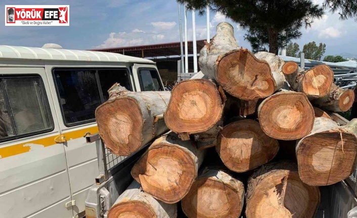 Kamu kurumuna ait 10 ton odunu çalarken yakalandılar