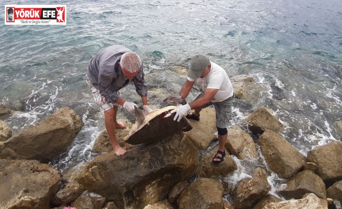 Kuşadası’nda caretta caretta cinsi deniz kaplumbağası kıyıya vurdu