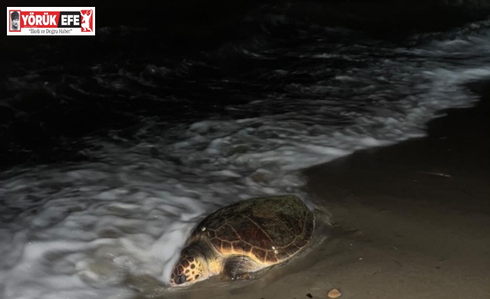 Kuşadası’nda sahilde caretta caretta türü deniz kaplumbağası ölü olarak bulundu