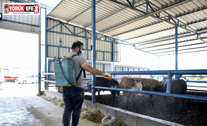 Kuşadasi’nda sivrisinek ve haşerelere karşı düzenli ilaçlama sürüyor