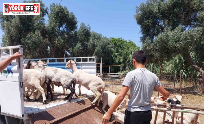 Söke Hayvan Pazarı’nda satıcılar müşterilerini bekliyor