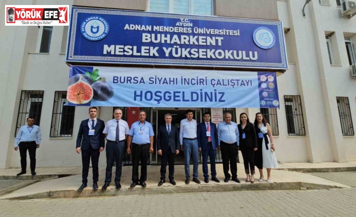 Taze incirde erkenciliği ile Buharkent rakip tanımıyor