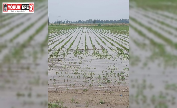 Yağışlar, Söke Ovası’nda pamuğa mantar getirdi