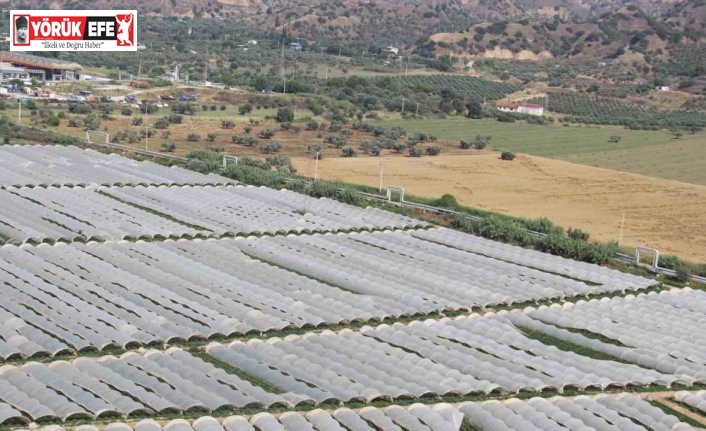 Aydın Ovası’nda çilek üretim alanları her geçen gün artıyor