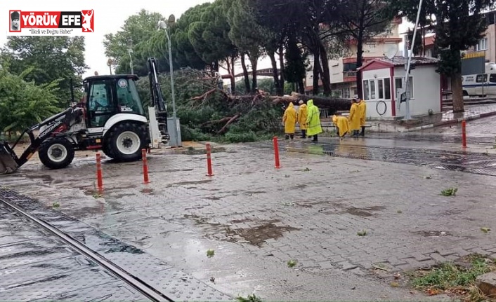 Demiryoluna ağaç devrildi seferler durdu