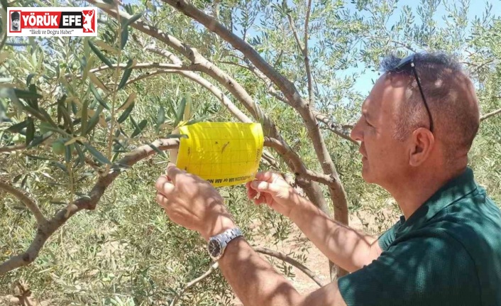 Didim’in zeytinleri temiz çıktı