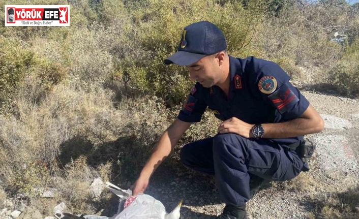 Kafasına poşet takılan martı, jandarma tarafından kurtarıldı