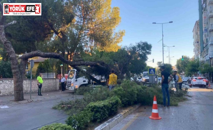 Kuruyan çam ağacı ağırlığa dayanamayarak yol devrildi