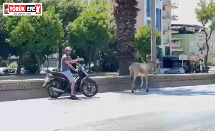 Sahipsiz eşek araç sürücülerine zor anlar yaşattı