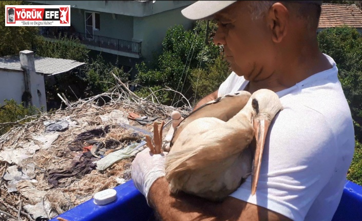 Yuvada ayağına ip dolanan leyleği vatandaşların dikkati kurtardı