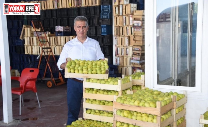 Aydın’ın milli meyvesi İncir, Avrupa’nın gözde meyvesi oldu