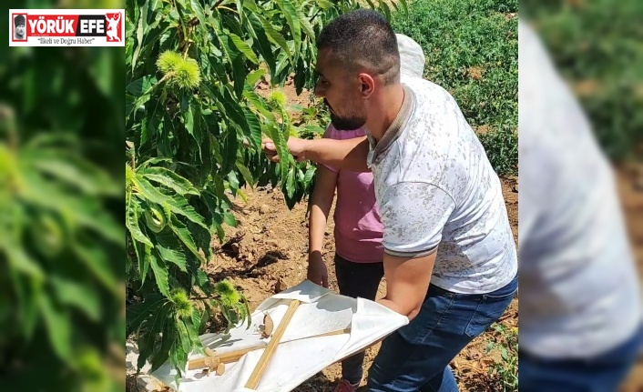 Buharkent’teki kestane bahçeleri incelendi