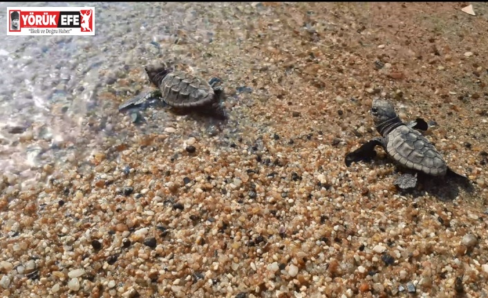 Caretta carettalar Aydın’ı sevdi