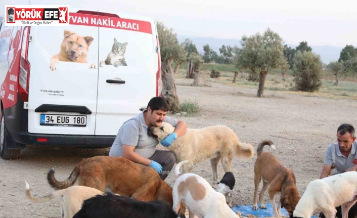 Efeler can dostlarını besliyor, israfı önlüyor