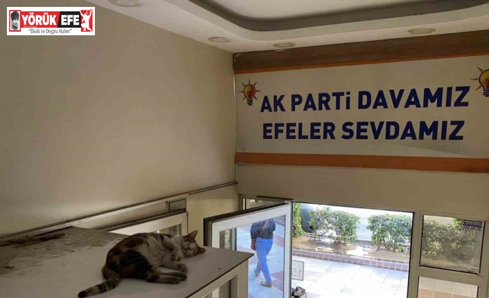 Sevimli kedi sıcak havadan parti binasına sığınarak korunmaya çalıştı